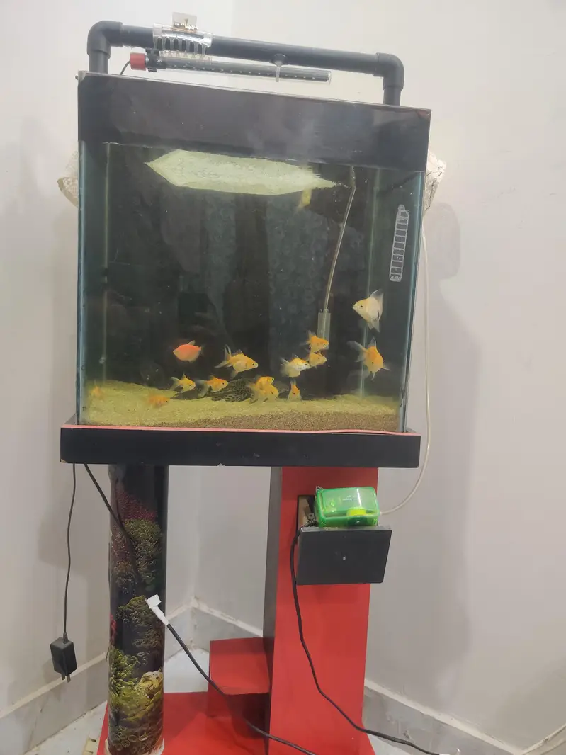 aquarium and fish for sale all fish goldfish — photo 2