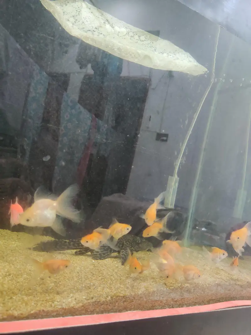 aquarium and fish for sale all fish goldfish — photo 3