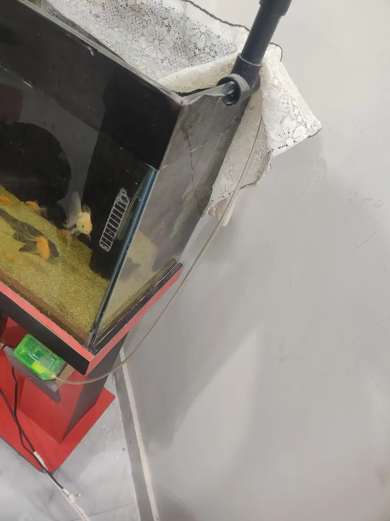 aquarium and fish for sale all fish goldfish — photo 4