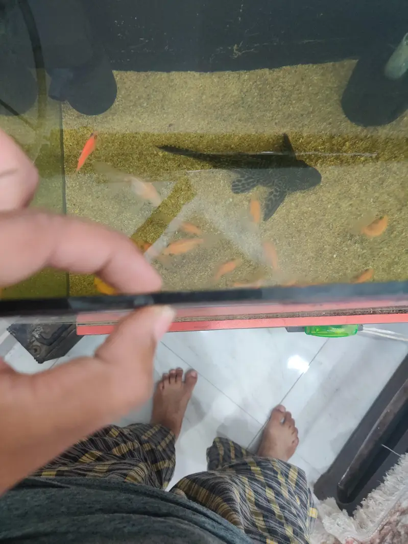 aquarium and fish for sale all fish goldfish — photo 5