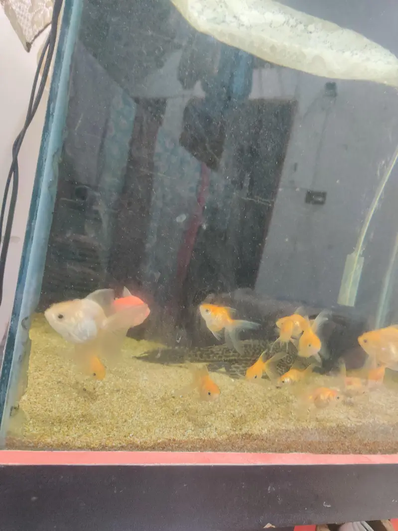 aquarium and fish for sale all fish goldfish — photo 6
