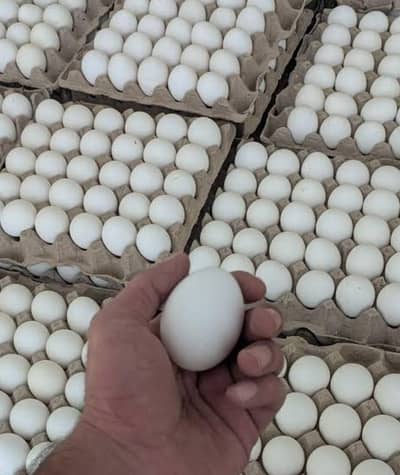 “Fresh Desi Hen Eggs – 12 Eggs Rs. 700 | DHA Delivery”