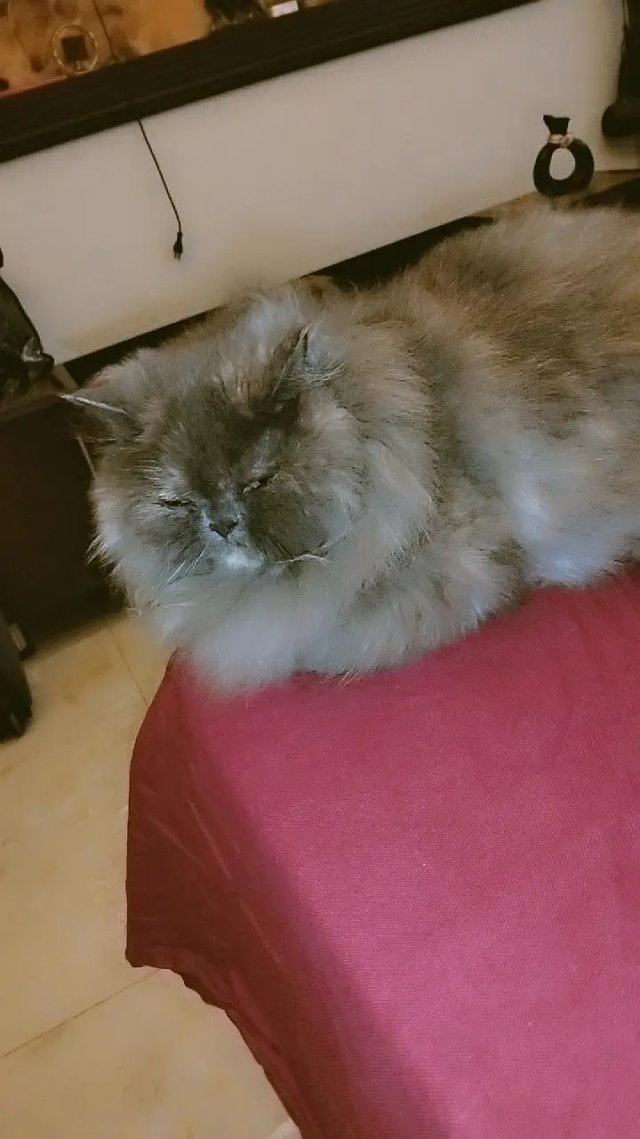 cookie