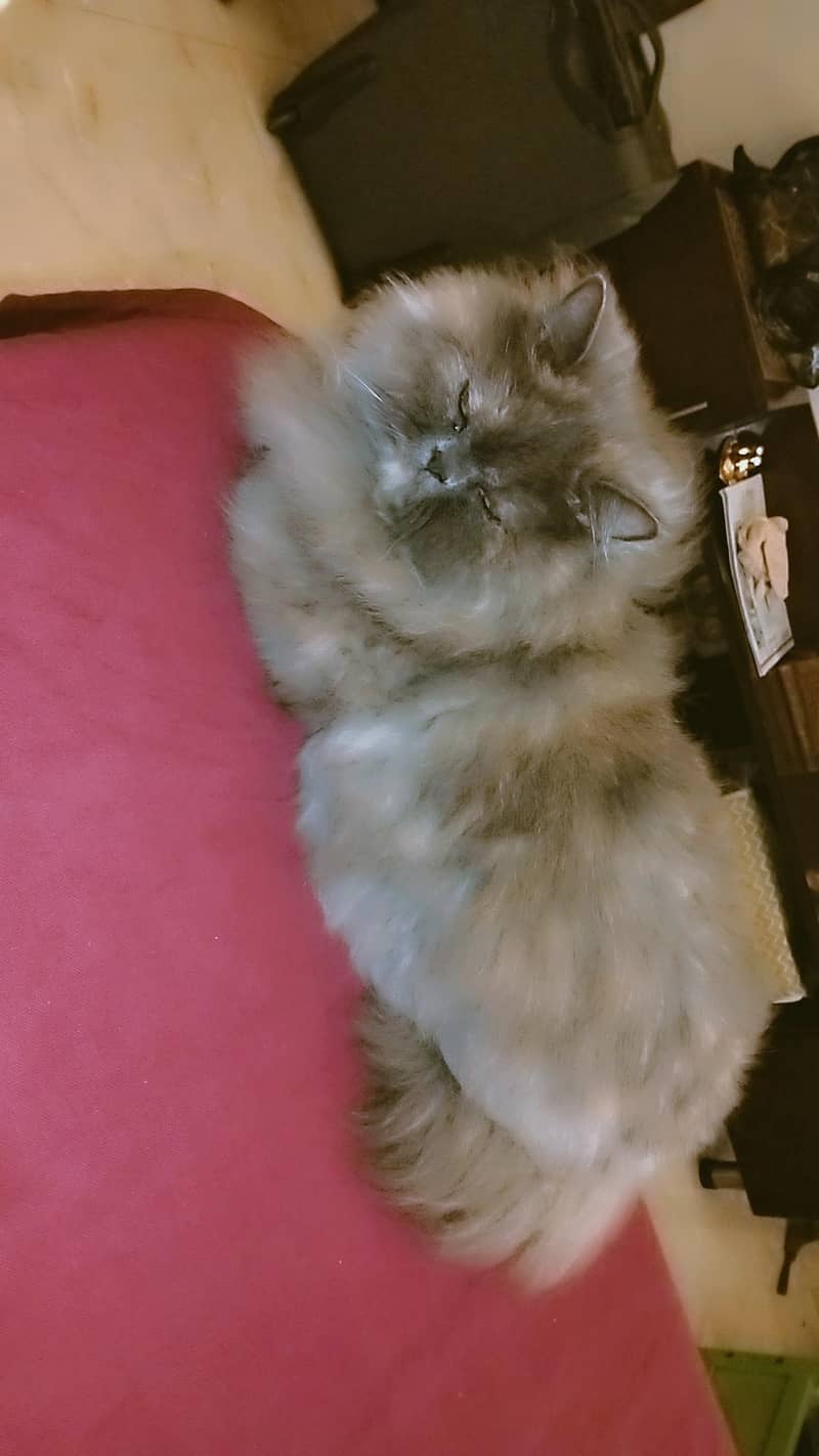 cookie 1