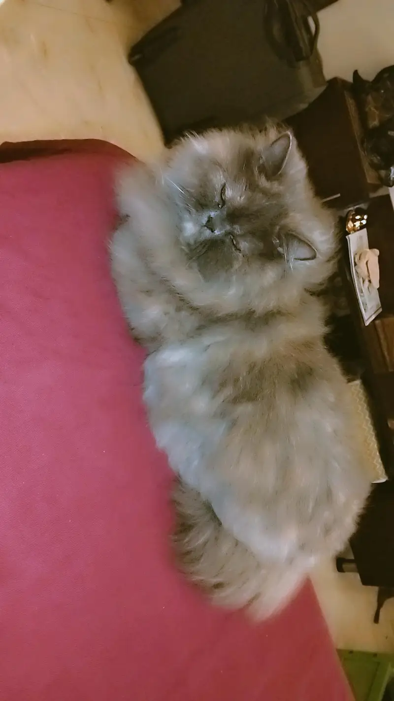 cookie — photo 2