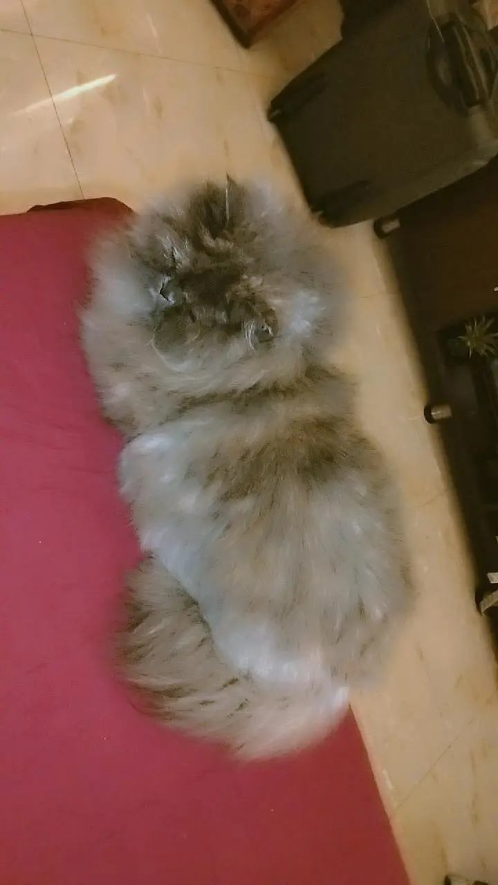 cookie — photo 3