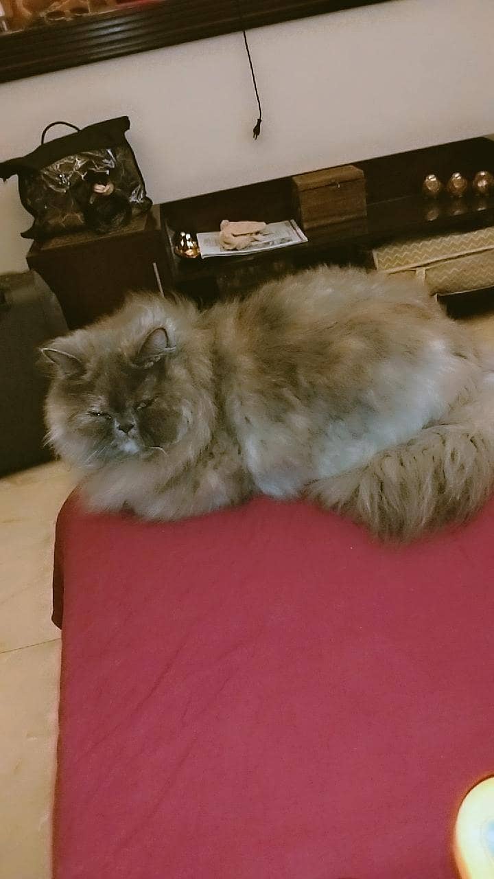 cookie 3