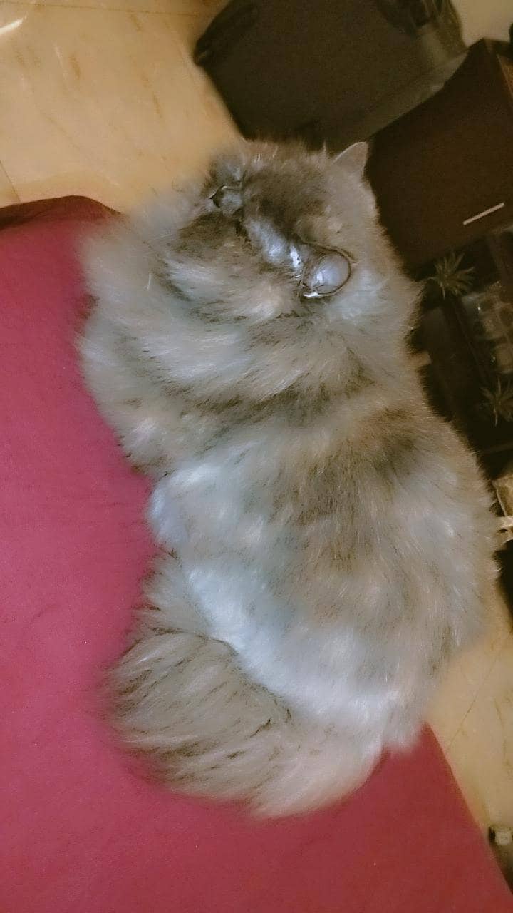 cookie 5
