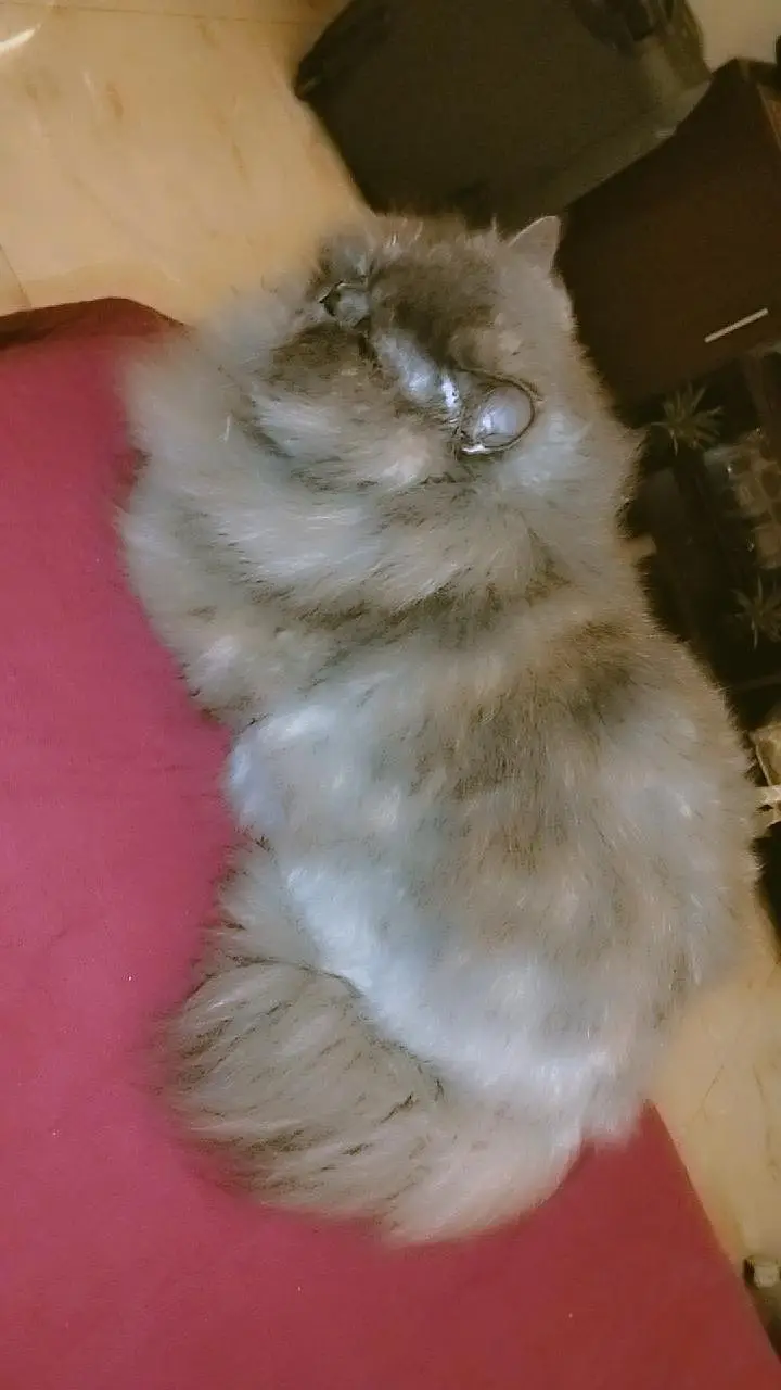 cookie — photo 6