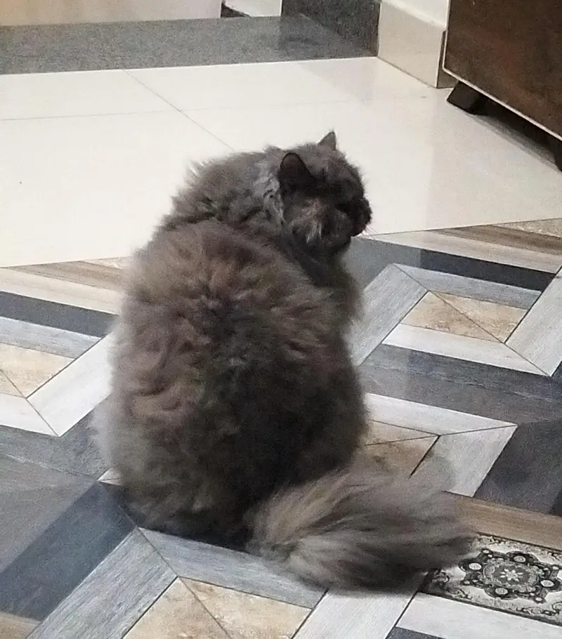 cookie — photo 7