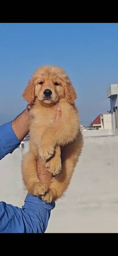 golden retriever Pedigree pups