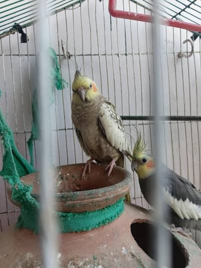 coactail