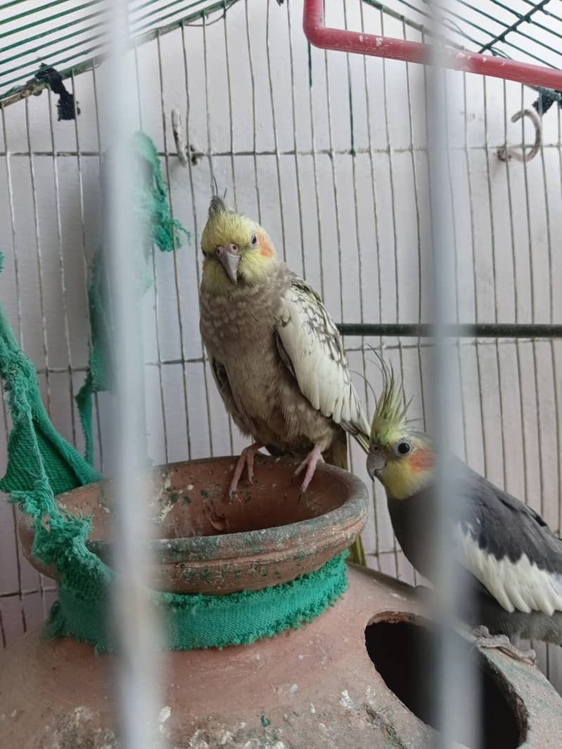 coactail 0