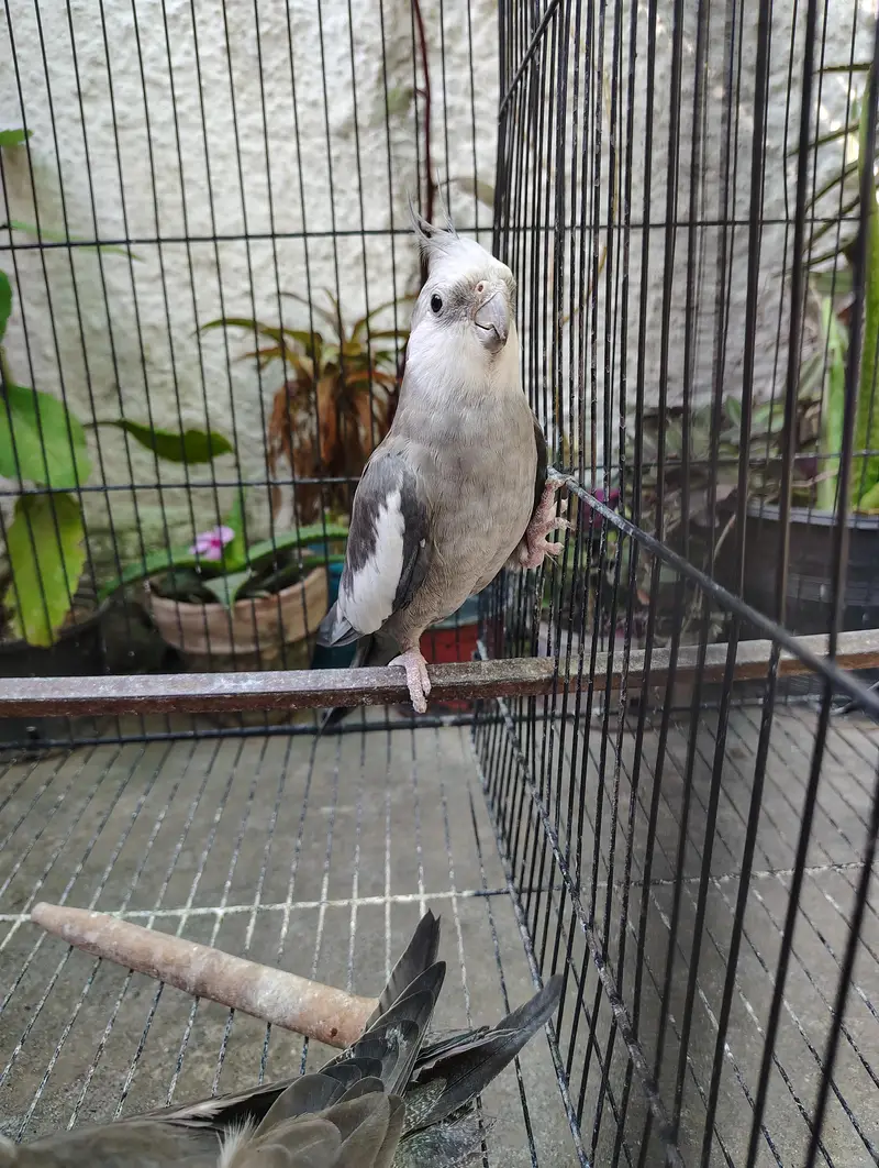 Cockatiel or Lovebirds Pairs