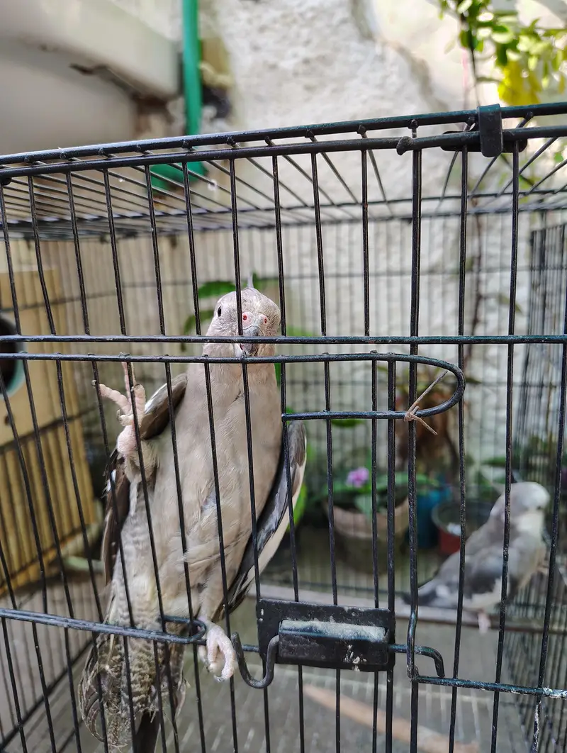 Cockatiel or Lovebirds Pairs — photo 2