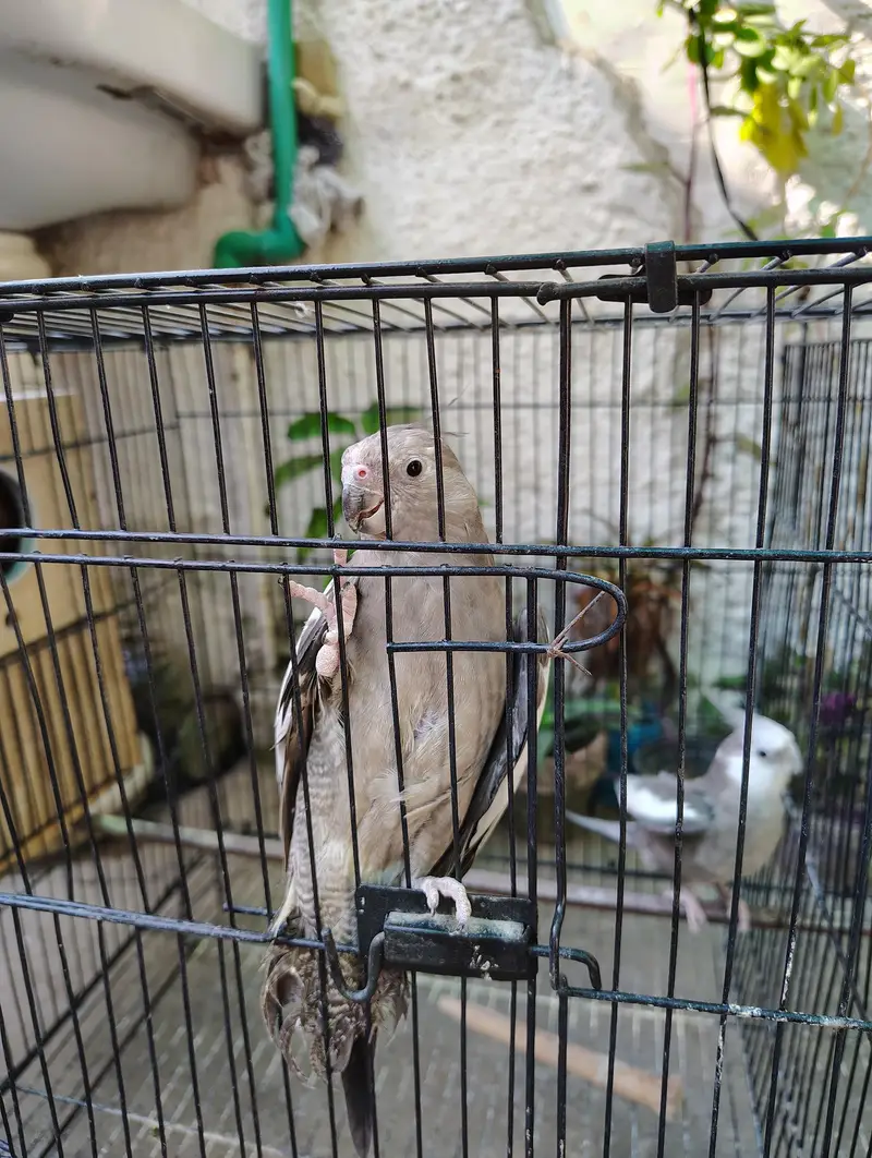 Cockatiel or Lovebirds Pairs — photo 3
