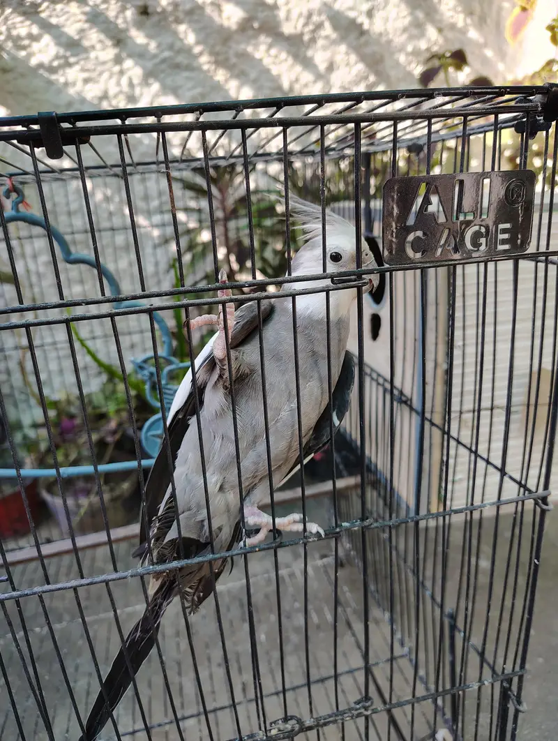 Cockatiel or Lovebirds Pairs — photo 4