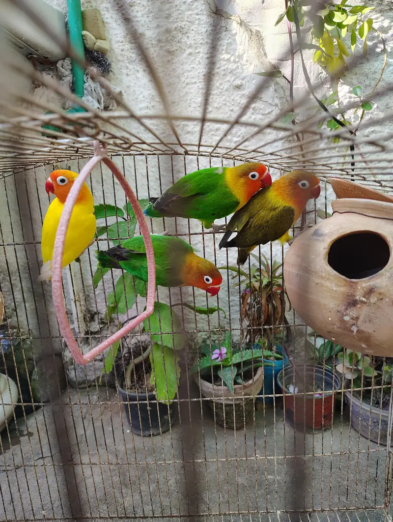 Cockatiel or Lovebirds Pairs — photo 5
