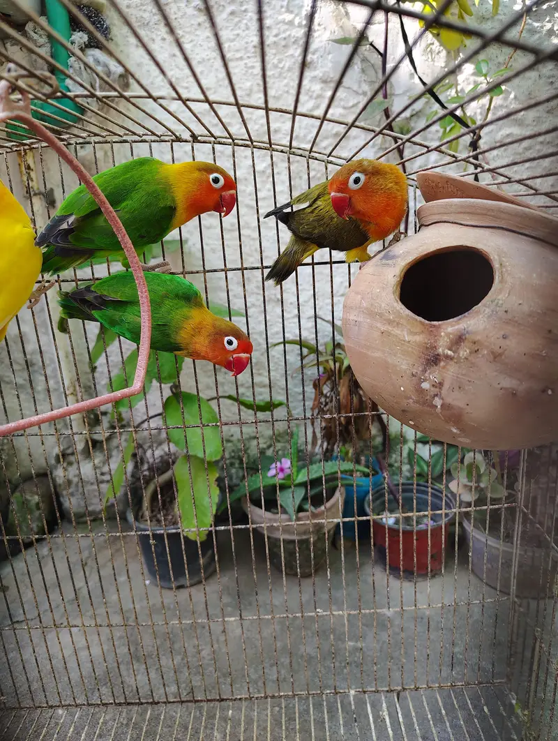 Cockatiel or Lovebirds Pairs — photo 6