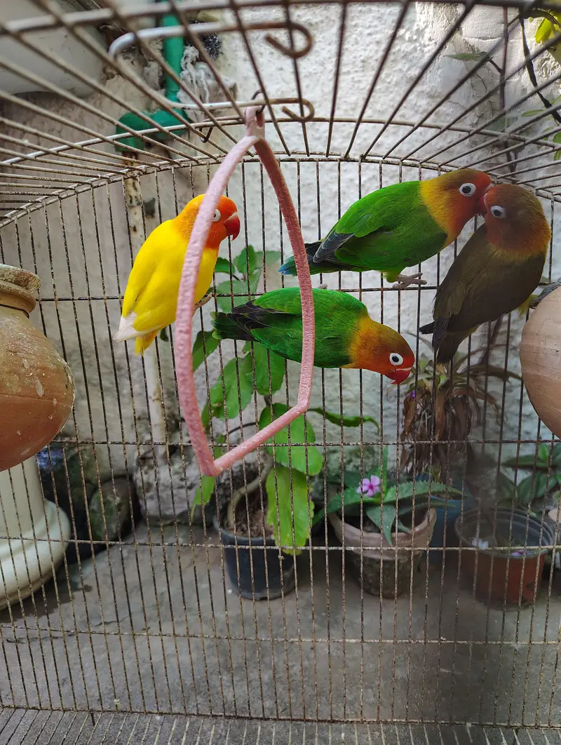 Cockatiel or Lovebirds Pairs — photo 7