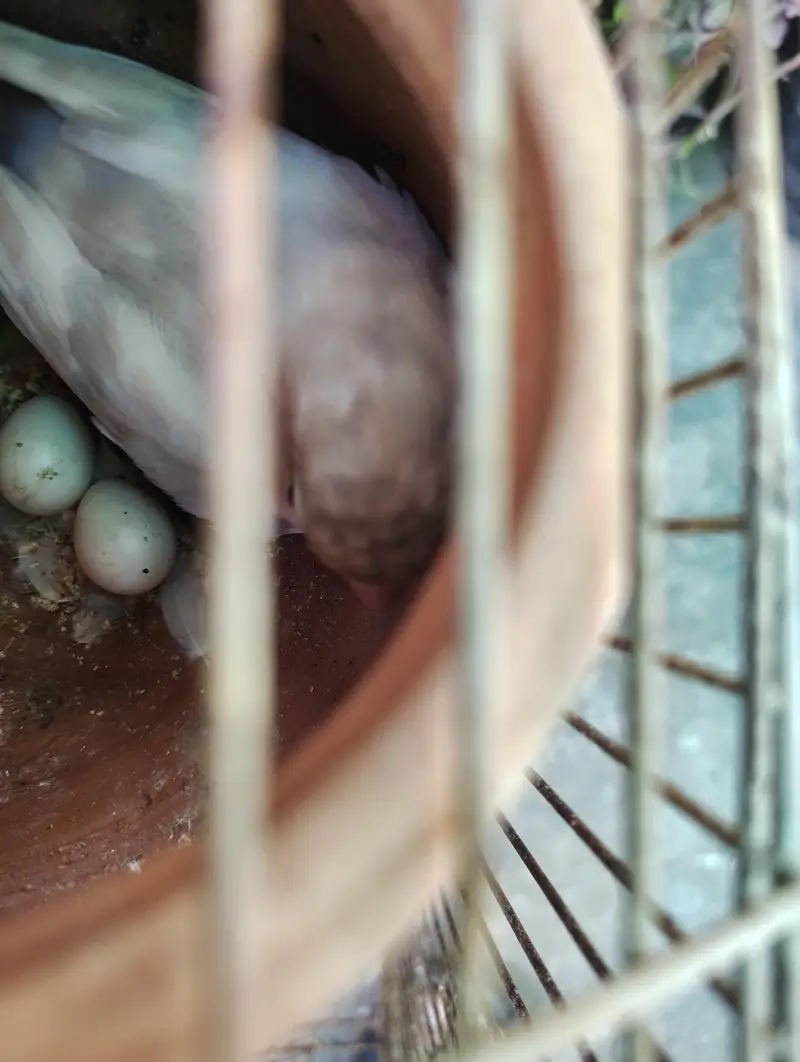 Cockatiel or Lovebirds Pairs — photo 8