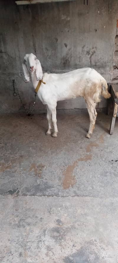 کھیری پٹ