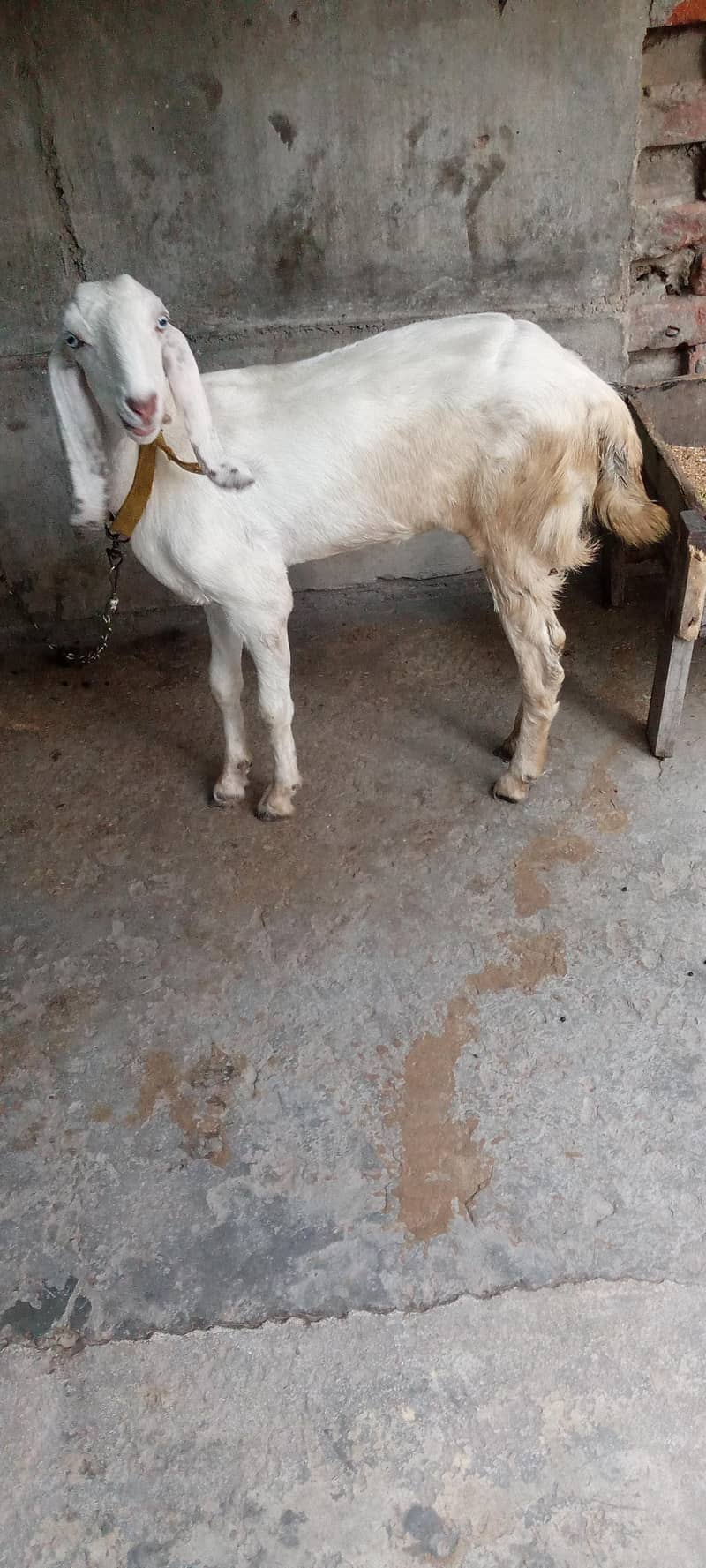 کھیری پٹ 1