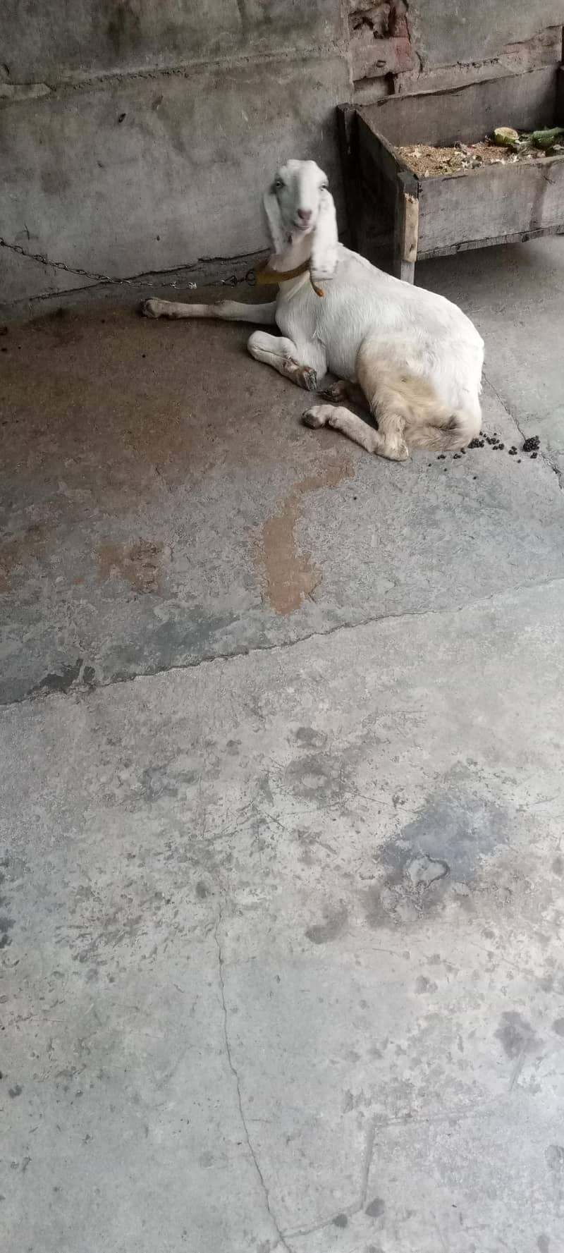 کھیری پٹ 2