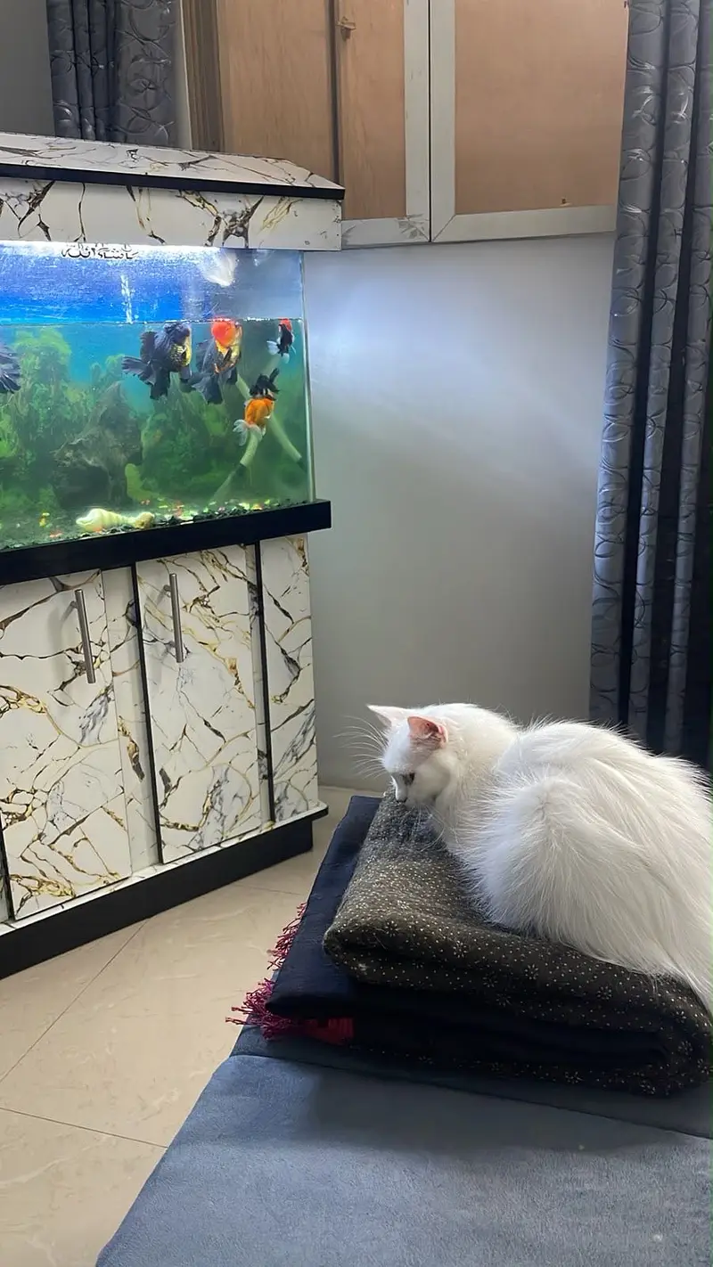 2.5 ft aquarium new — photo 2