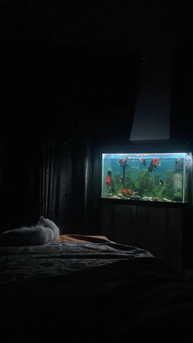 2.5 ft aquarium new — photo 4