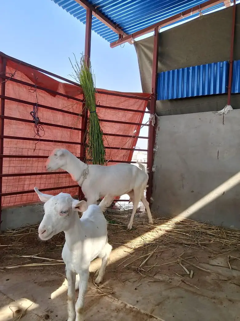 tapri 4 dant