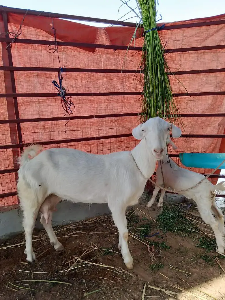 tapri 4 dant — photo 2