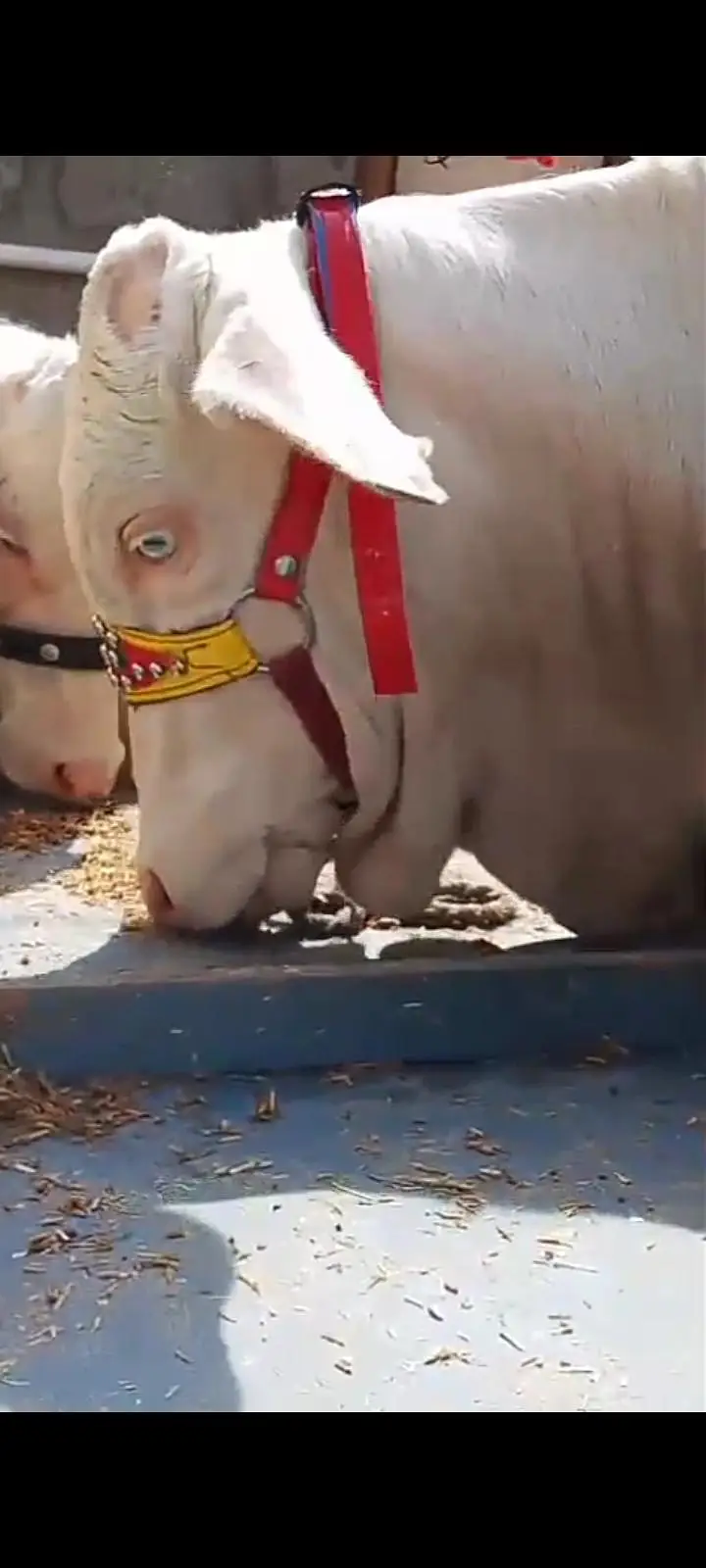 cows for sale