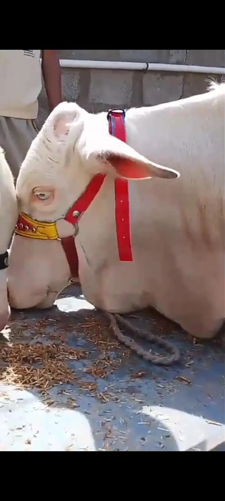 cows for sale — photo 2