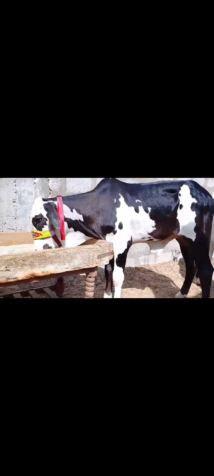cows for sale — photo 4