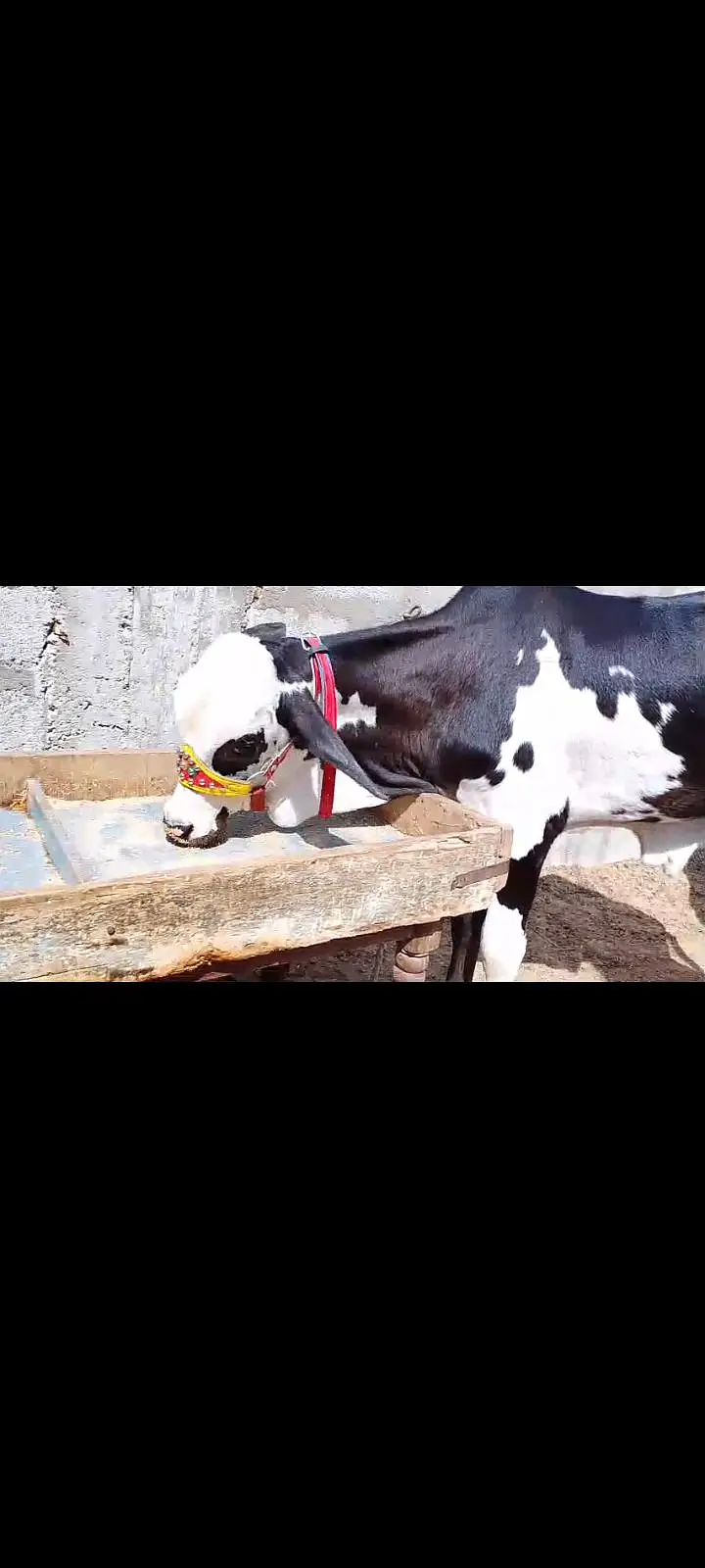 cows for sale — photo 5
