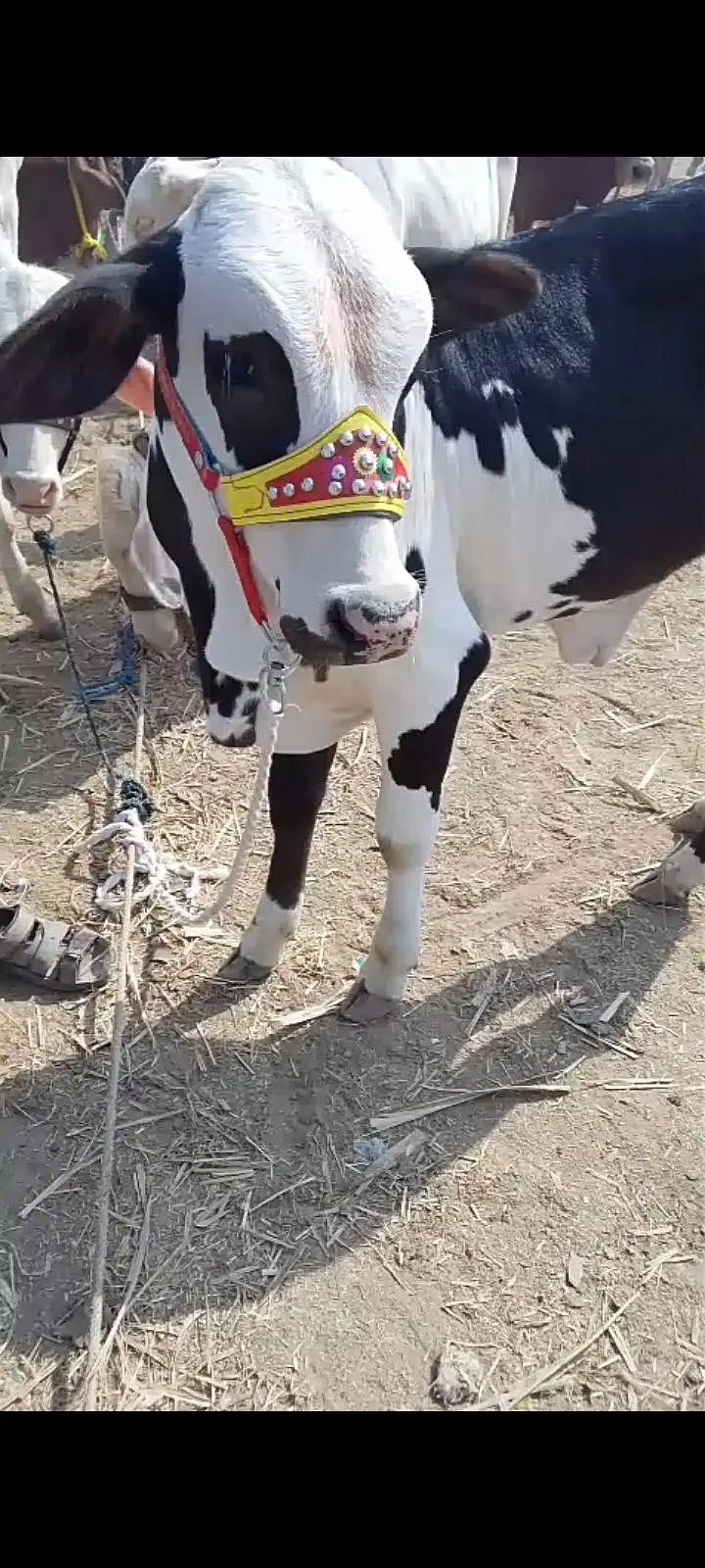 cows for sale — photo 6