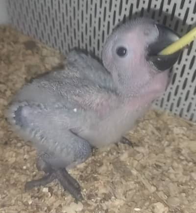  FOR SALE – CONGO AFRICAN GREY BABY    خوبصورت کانگو گرے طوطے کا