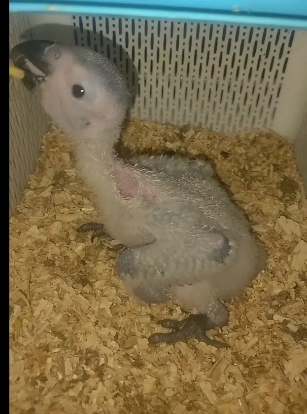  FOR SALE – CONGO AFRICAN GREY BABY    خوبصورت کانگو گرے طوطے کا — photo 2