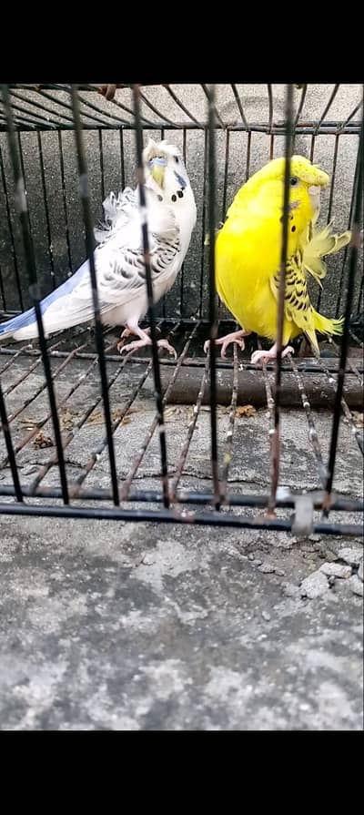 Hogoromo TcB lemon and white Top Quality pair