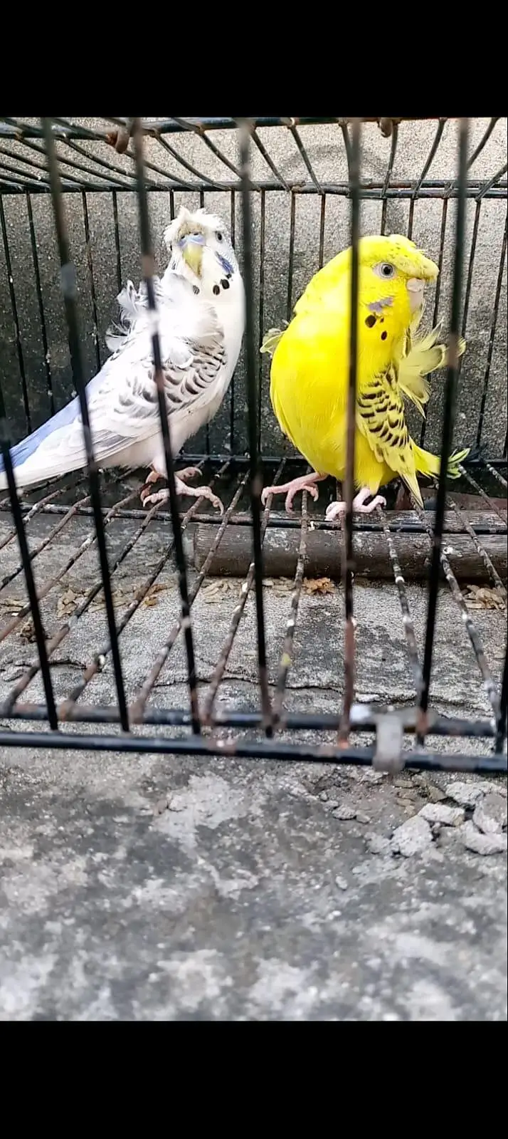Hogoromo TcB lemon and white Top Quality pair — photo 3
