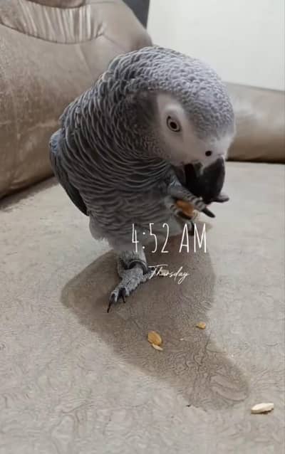 cango African grey parrot female