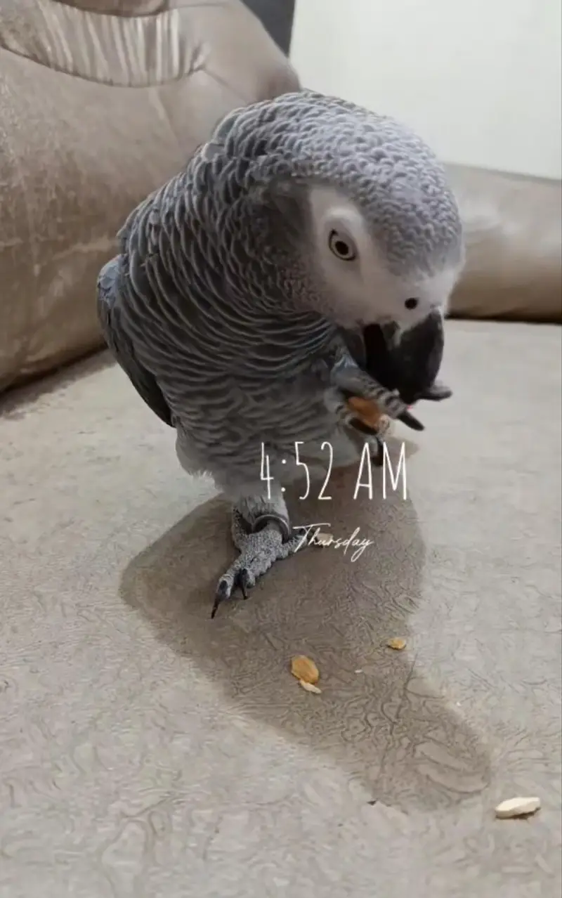 cango African grey parrot female