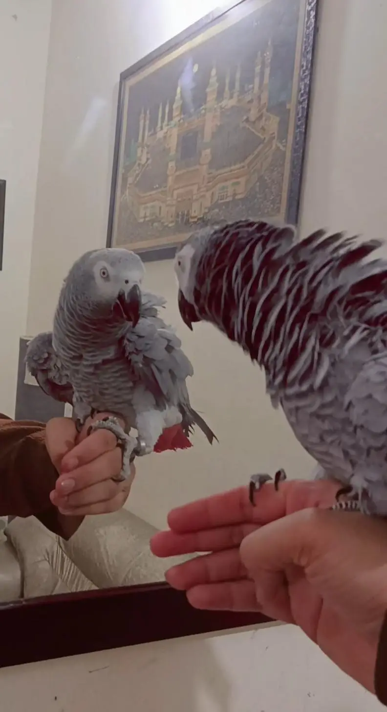 cango African grey parrot female — photo 2