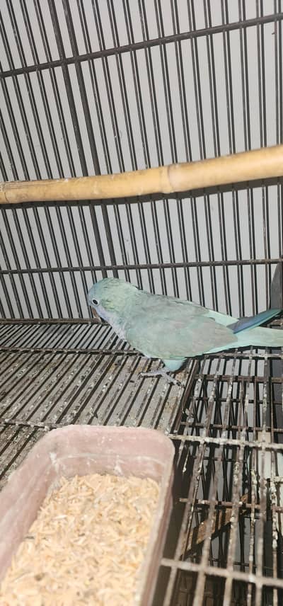 blue monk tame male