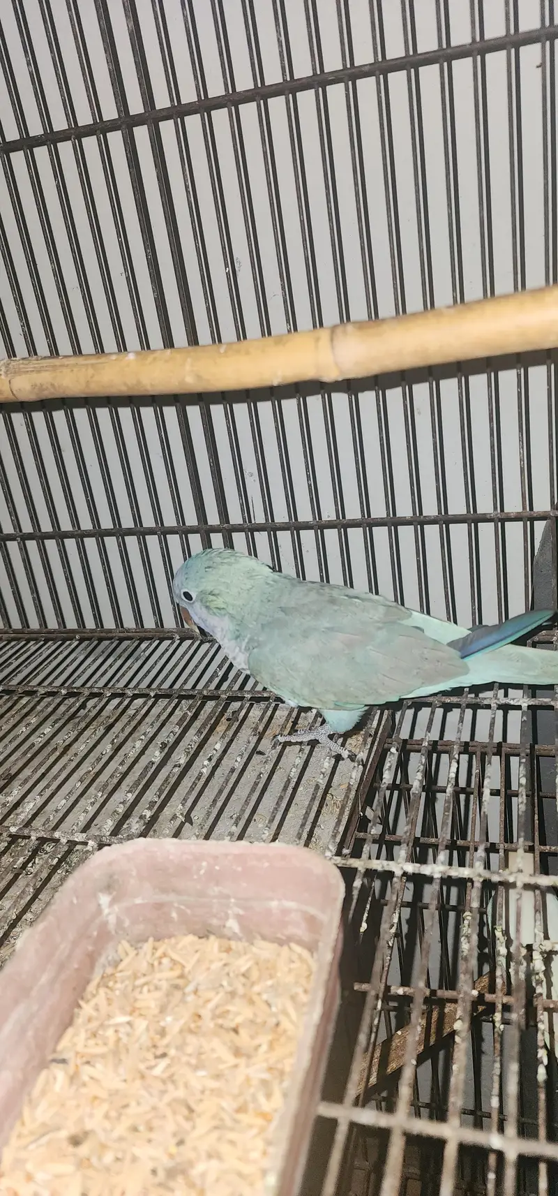 blue monk tame male