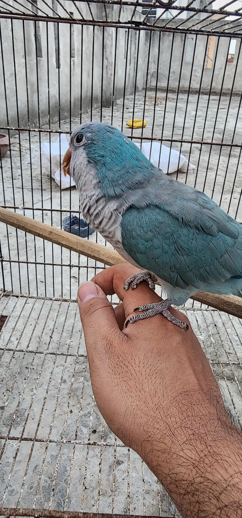 blue monk tame male — photo 2