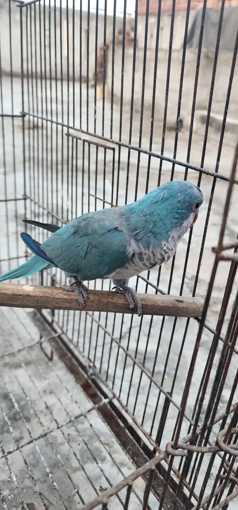 blue monk tame male — photo 3