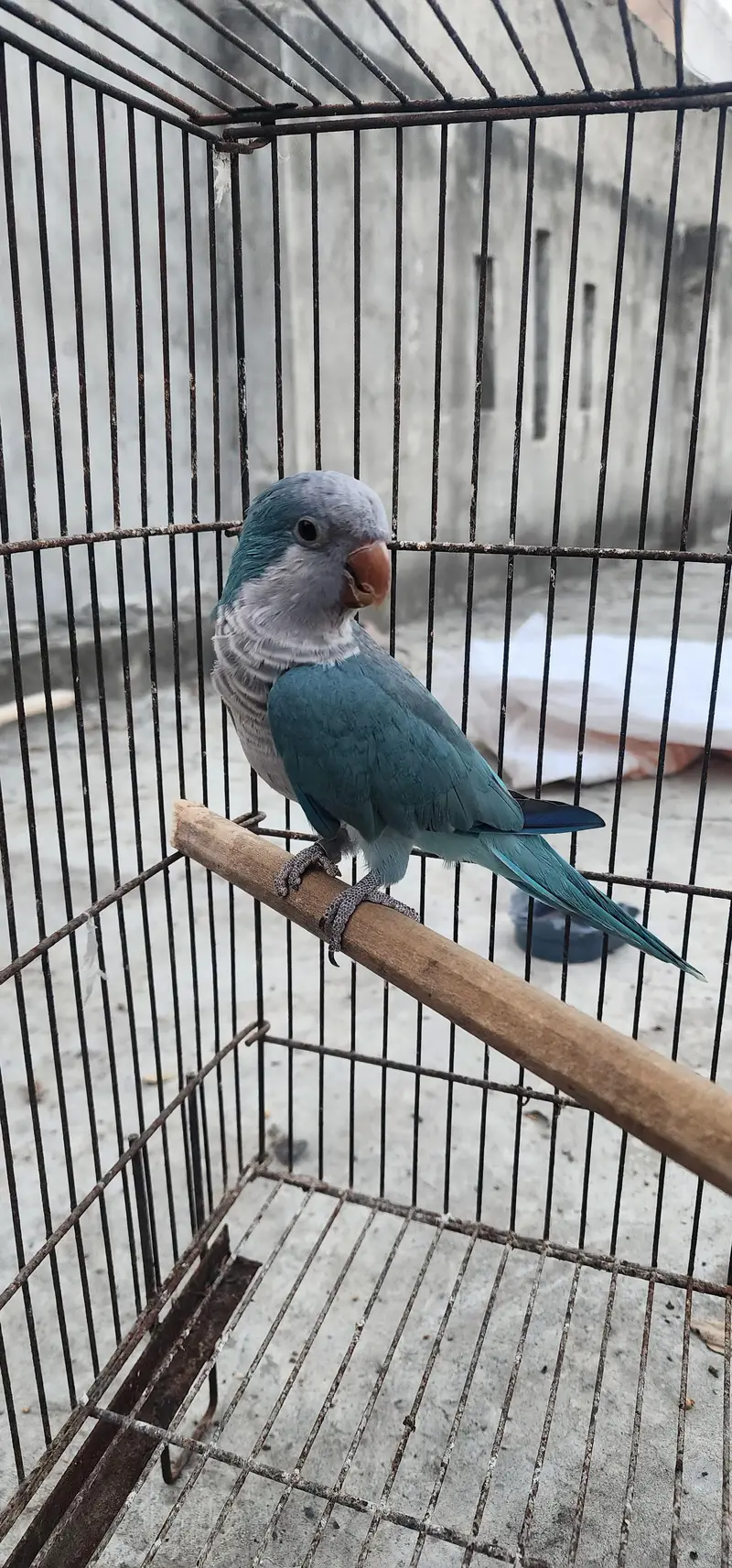 blue monk tame male — photo 4