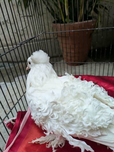 Frillback, English fantail, King